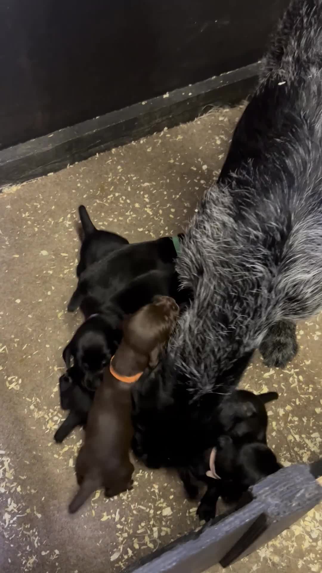 Mixed Breed dogs for sale: 🐾 German wirehaired pointer x Labrador 🐾  - Video 2