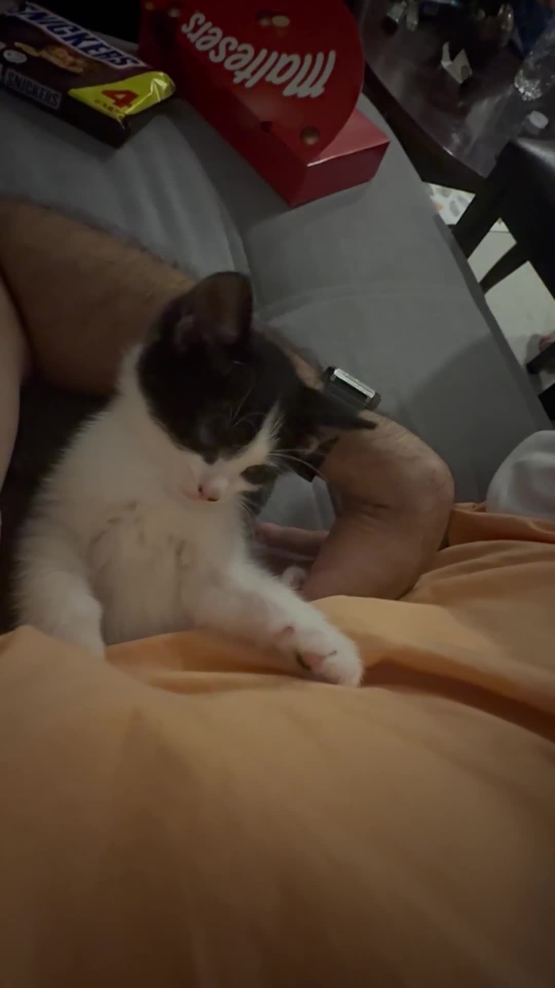 Domestic Shorthair cats for sale: 5 Playful Tuxedo & Black Kittens – Ready Now - Video 1