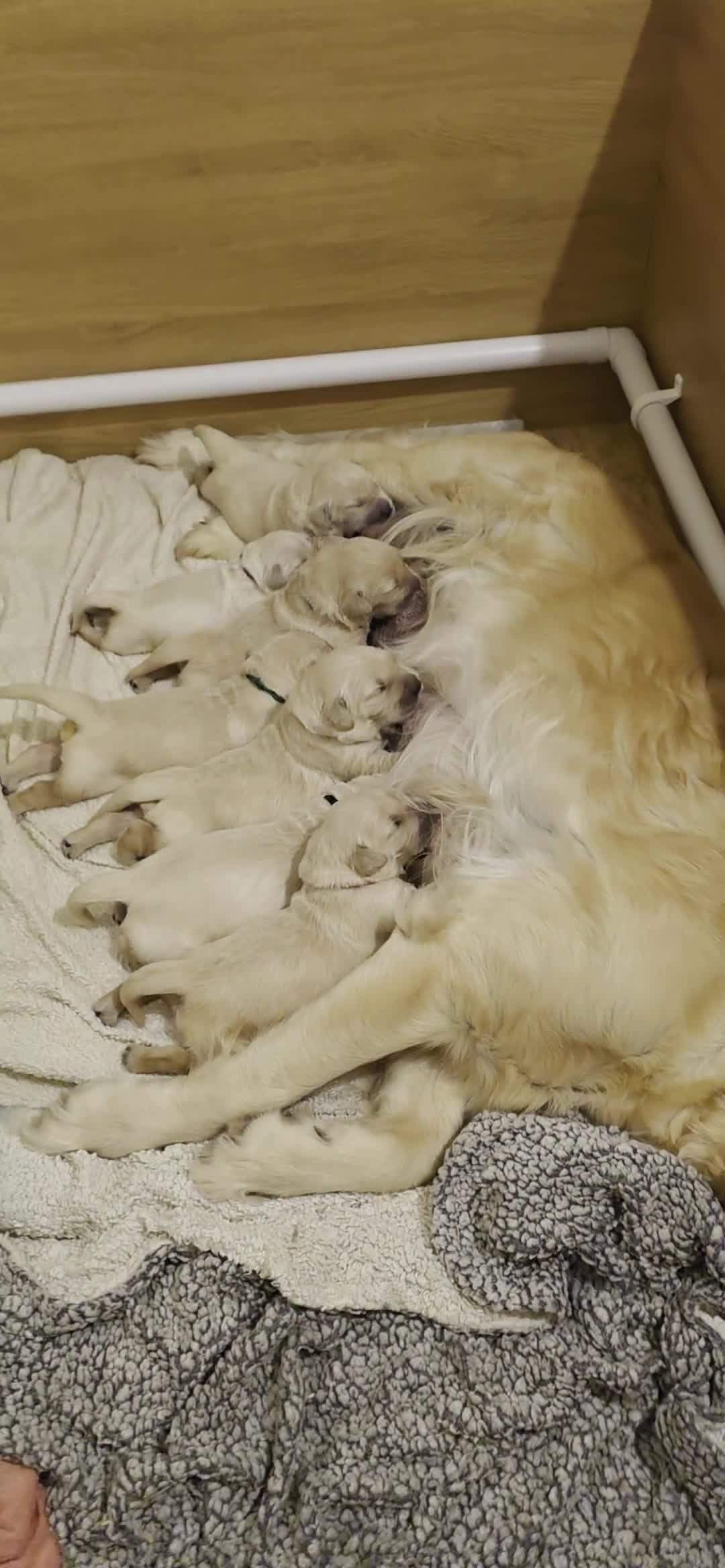 Golden Retriever dogs for sale: 5* Golden Retriver puppies in Wisbech - Video 1