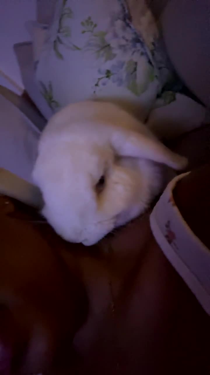 Mini Lion Lop rabbits for sale: Beautiful Bunny’s Sushi 5yrs & Marshmallow 3yrs - Video 3