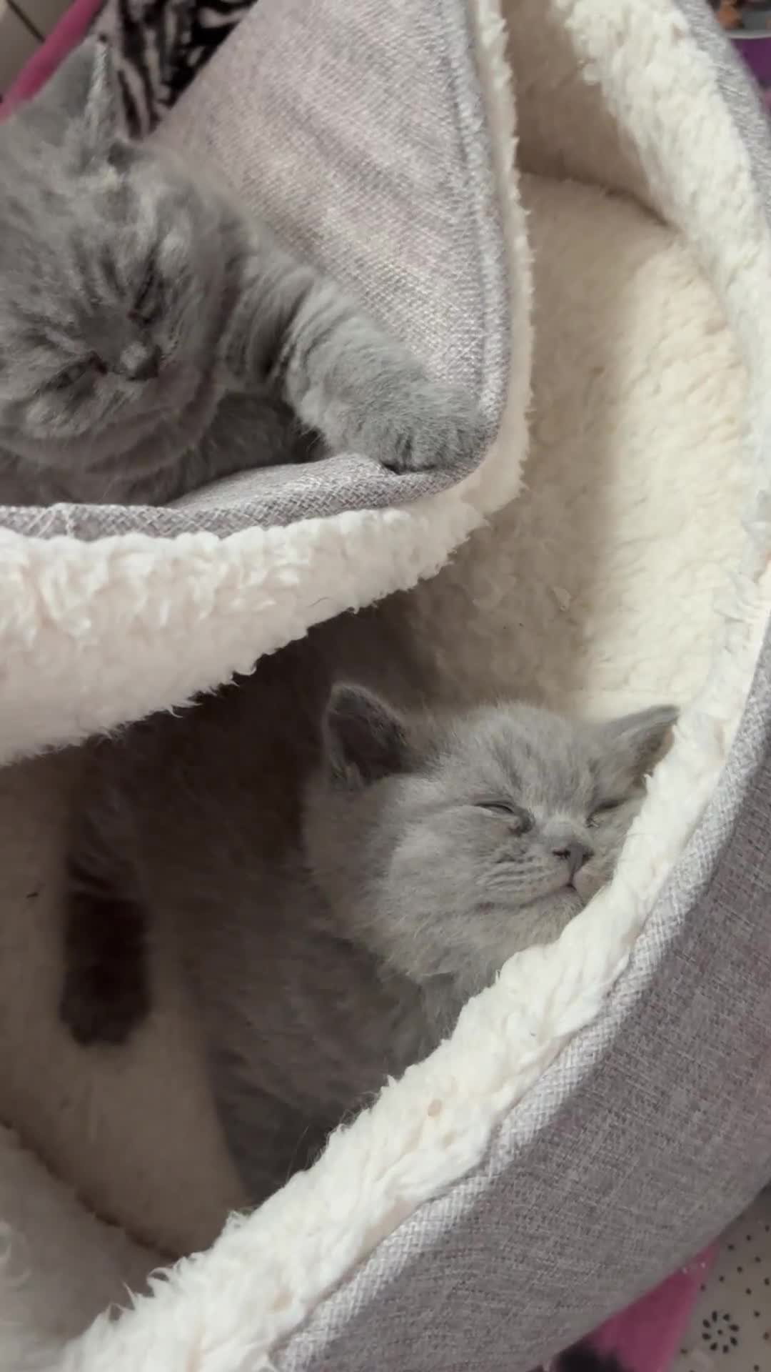British Shorthair cats for sale: Beautiful blue British shorthair kitten  - Video 2