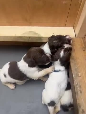 English Springer Spaniel dogs for sale: 15 ENGLISH SPRINGER SPANIEL PUPPIES - Video 2