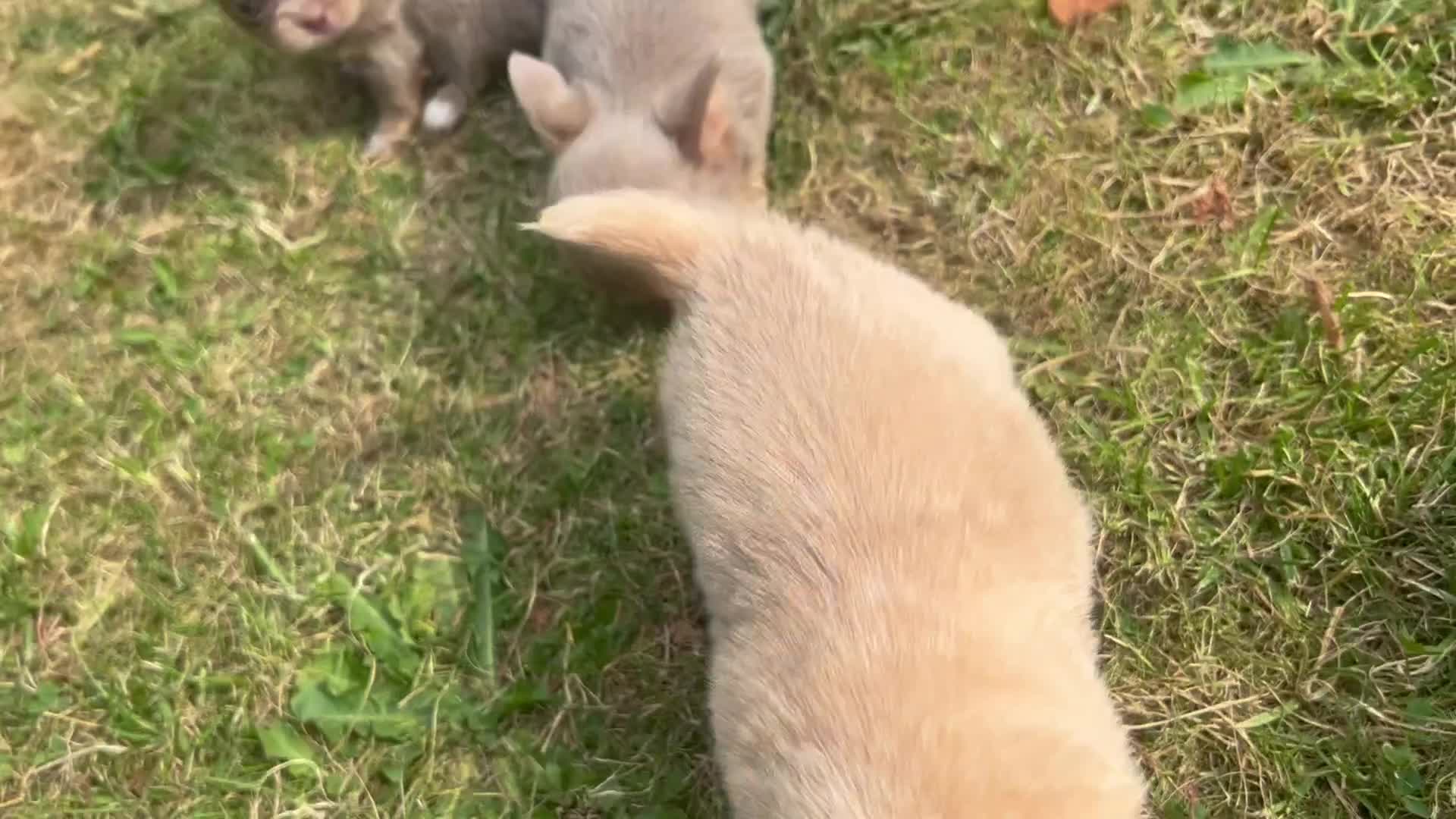 Chihuahua dogs for sale: ⭐️Gorgeous Long haired Lilac and Tan Chihuahuas ⭐️ - Video 1