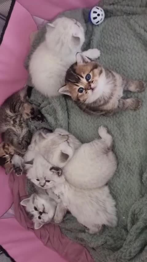 Scottish Fold cats for sale: 🐾 Scottish Straight Kittens for Sale – Premium  - Video 1