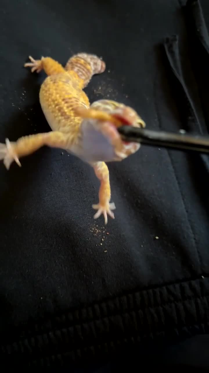 Leopard Gecko reptiles for sale: Female leopard gecko  - Video 1