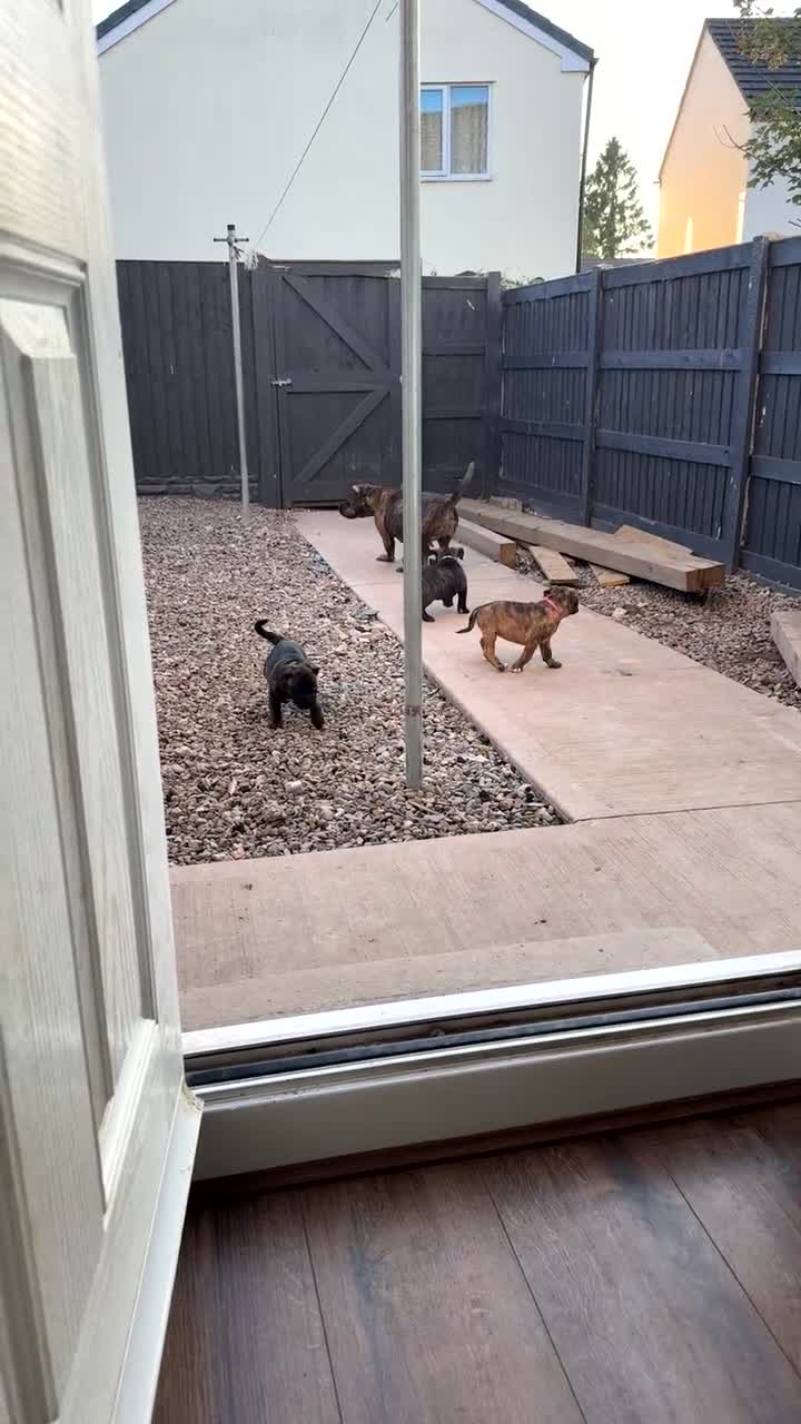 Presa Canario dogs for sale: Presa canario pups  - Video 1