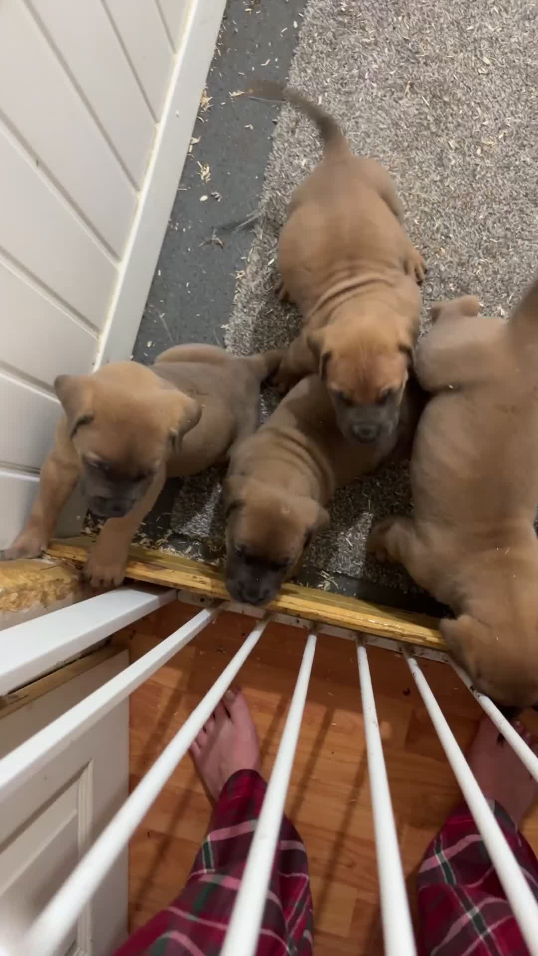 Boerboel dogs for sale: QUALITY NABBR REGISTERED PUPS!  - Video 2