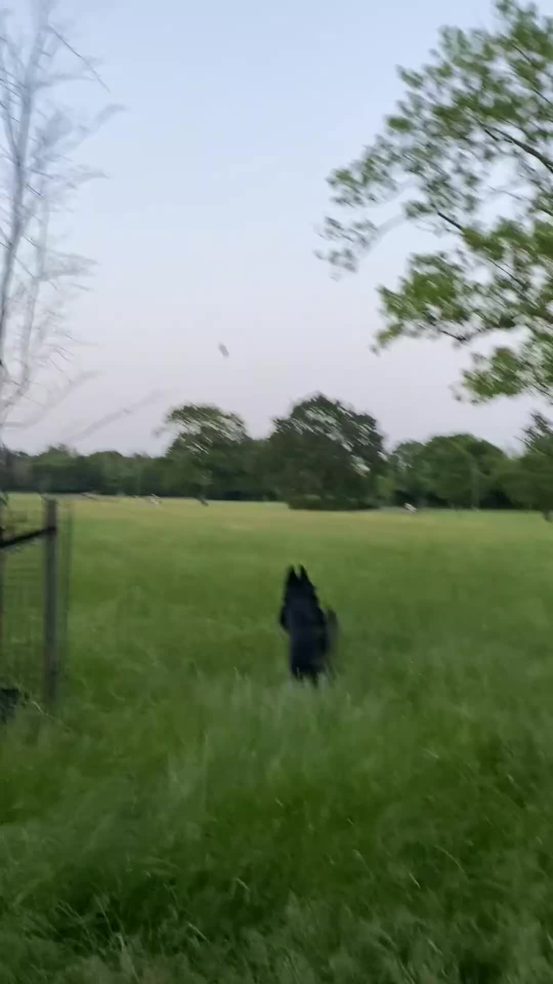 German Shepherd dogs for sale: Bruno German Shepherd  - Video 1