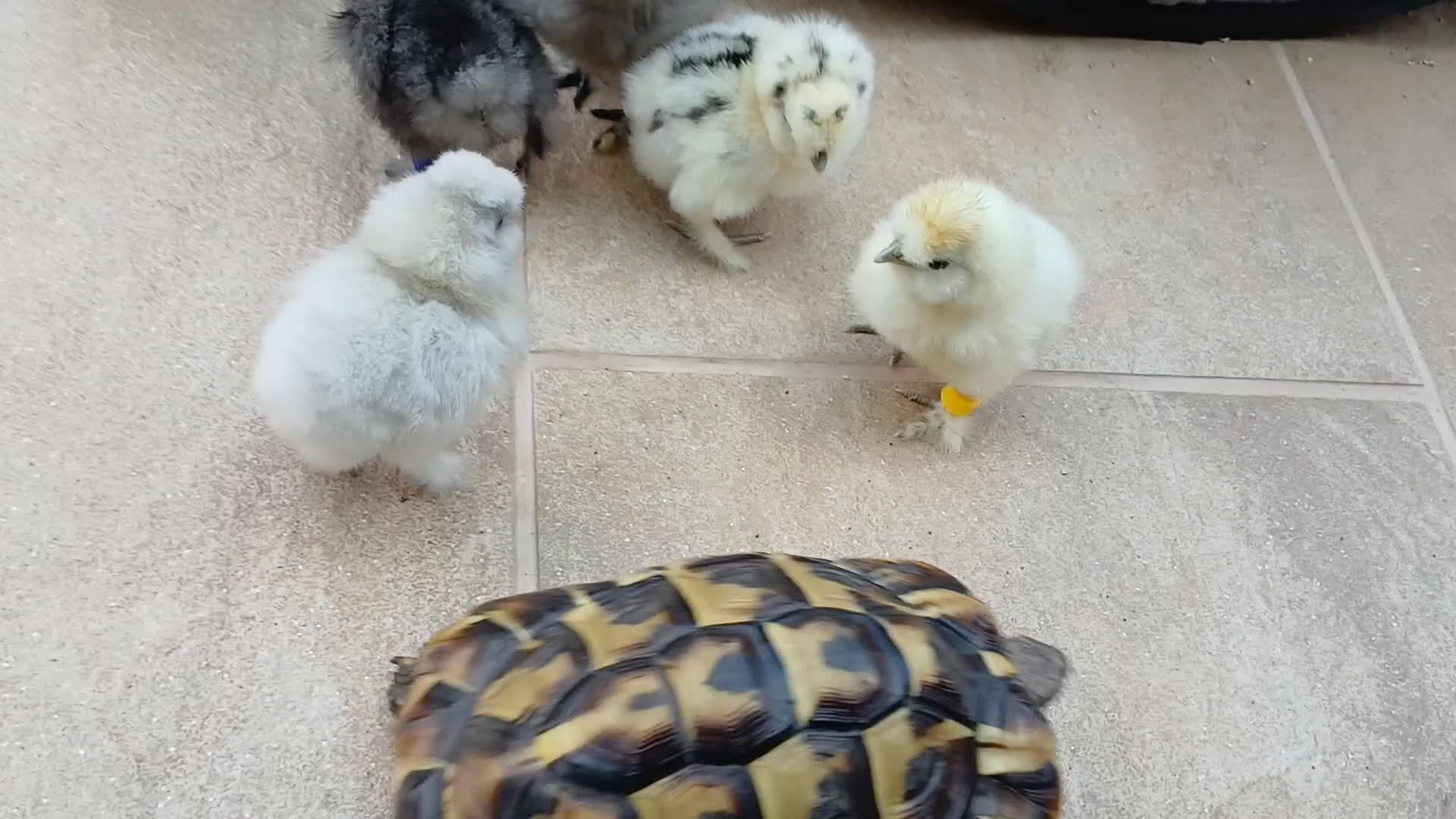 Chickens poultry for sale: Silkie and other breeds chicks in Crewe - Video 1