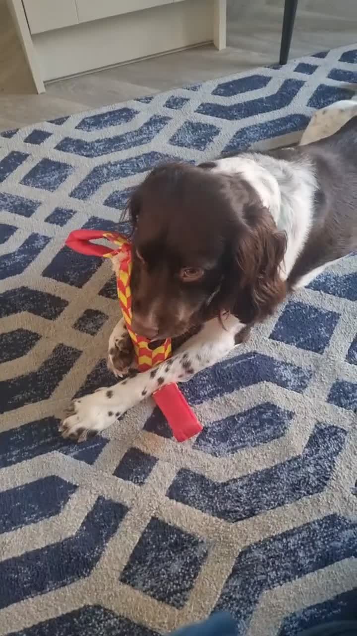 English Springer Spaniel dogs for stud: Springer for stud - Video 1