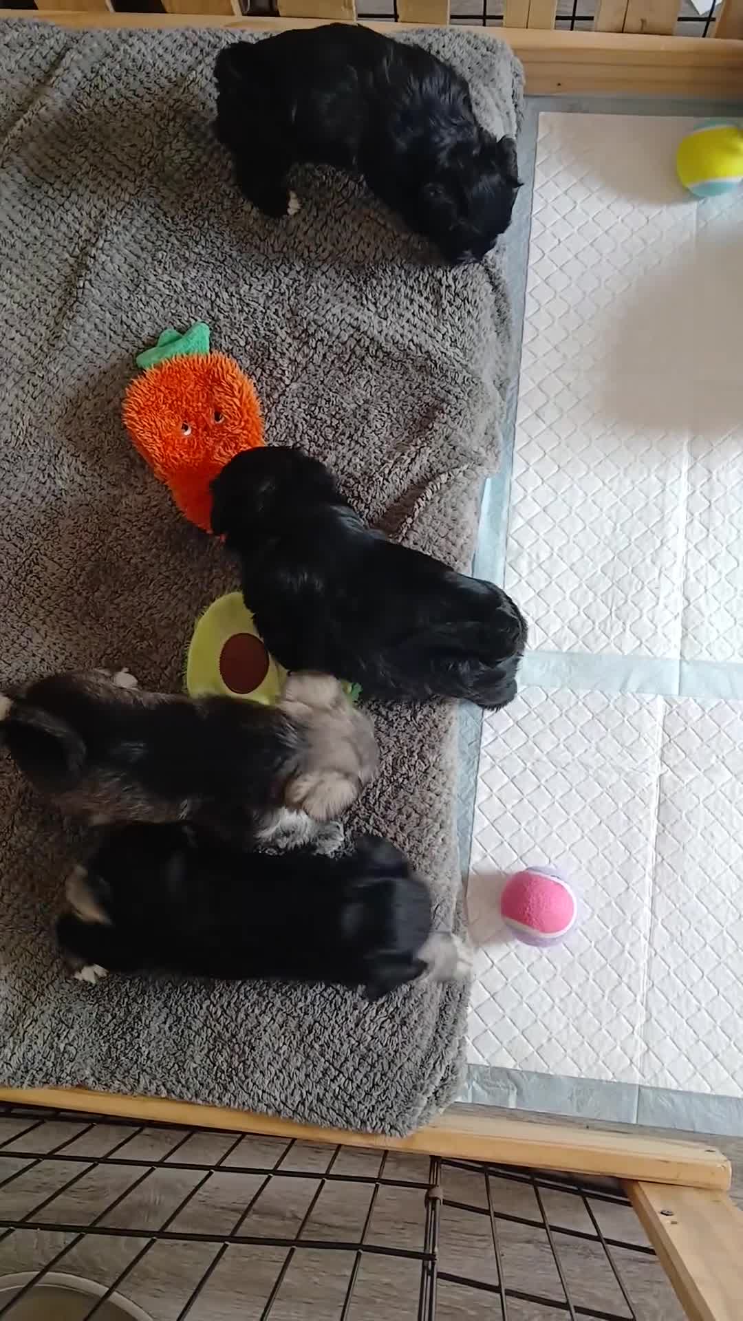 Miniature Schnauzer dogs for sale: Miniature Schnauzer KC reg pups - Video 1