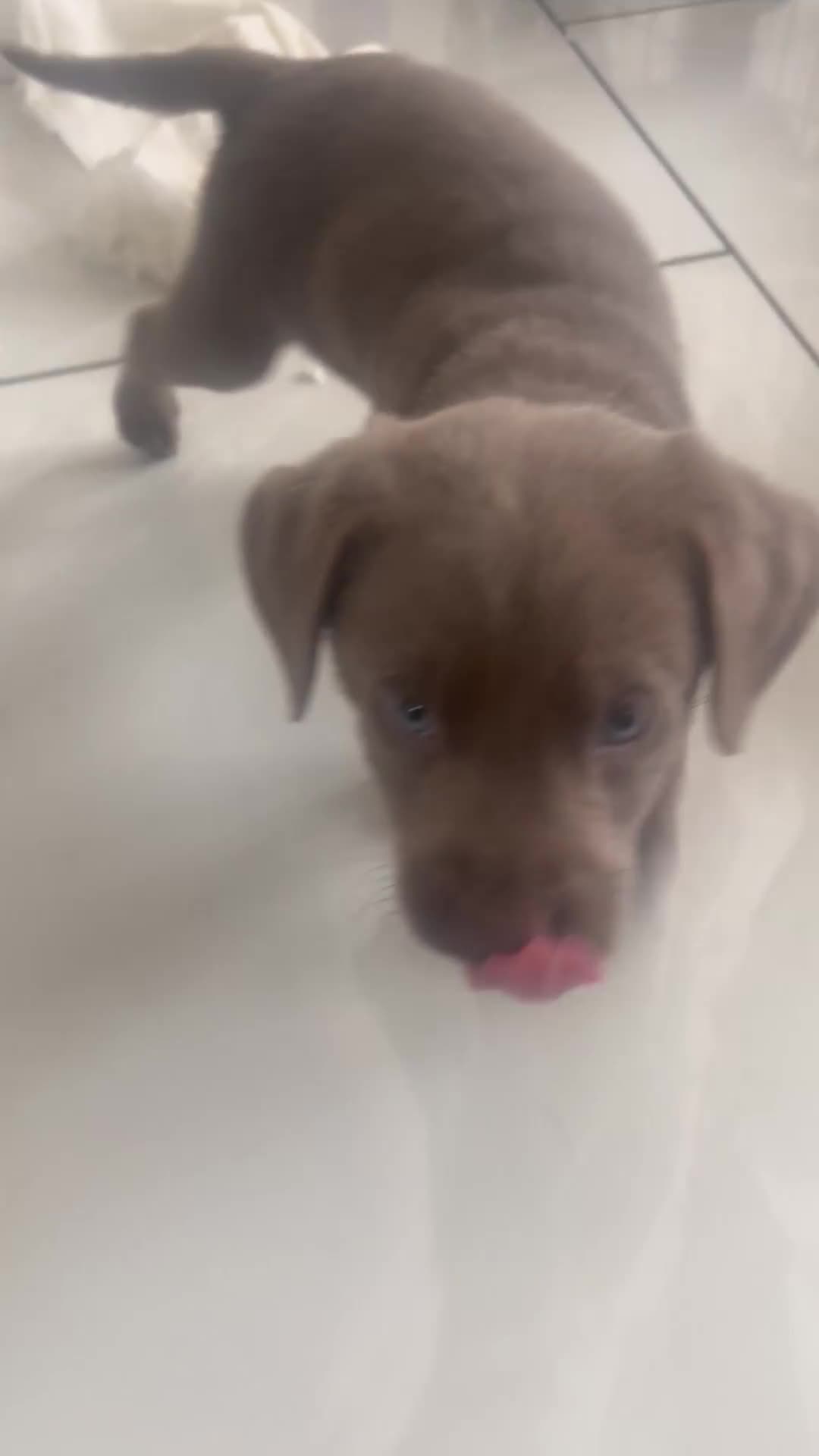 Labrador Retriever dogs for sale: Charcoal & Silver pups for sale - Video 3