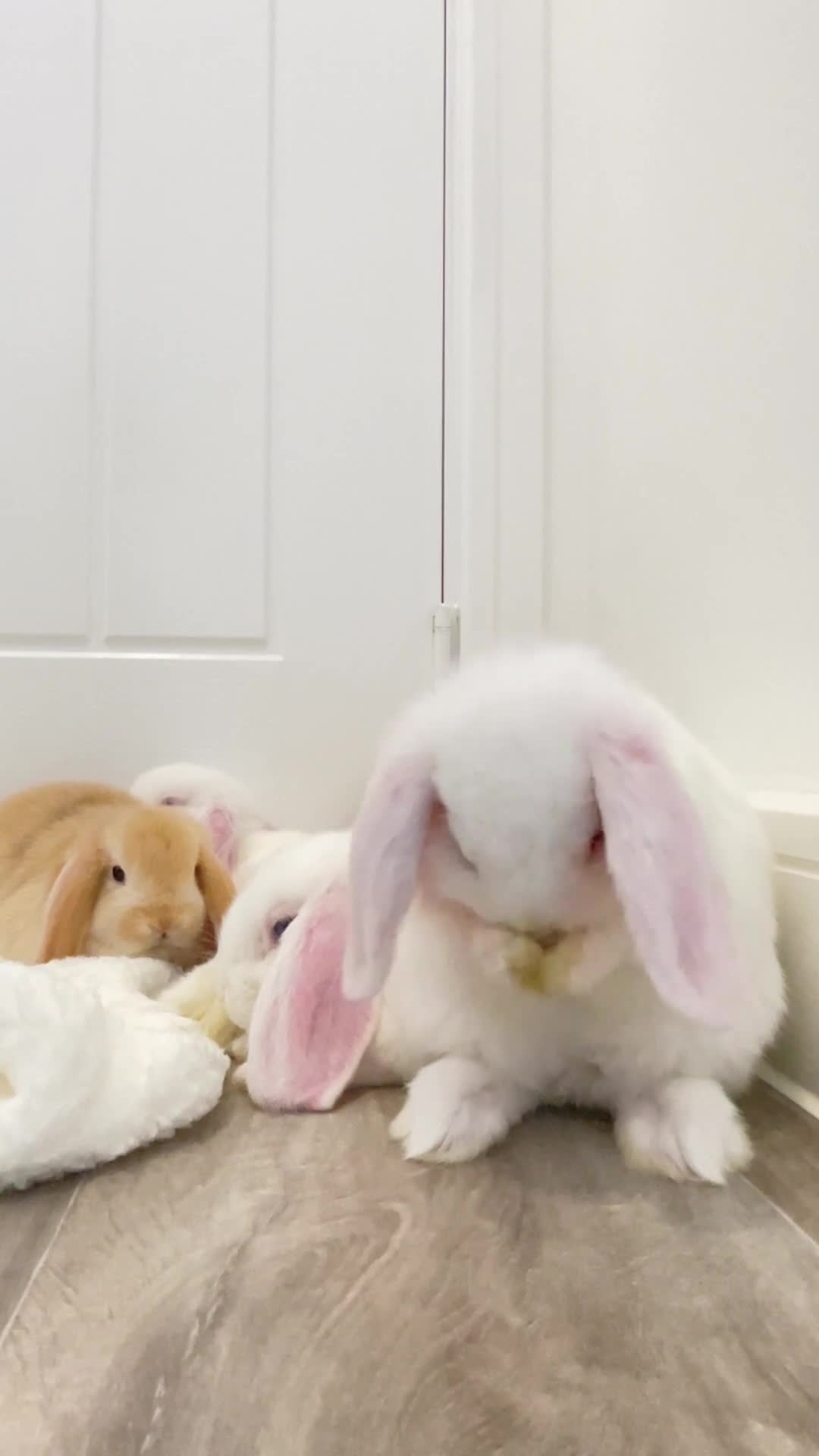 Mini Lop rabbits for sale: Beautiful mini lops for sale  - Video 2