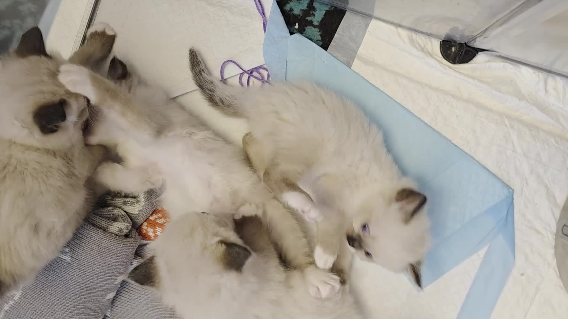 Ragdoll cats for sale: Chunky cuddly ragdoll pedigree kittens - Video 1