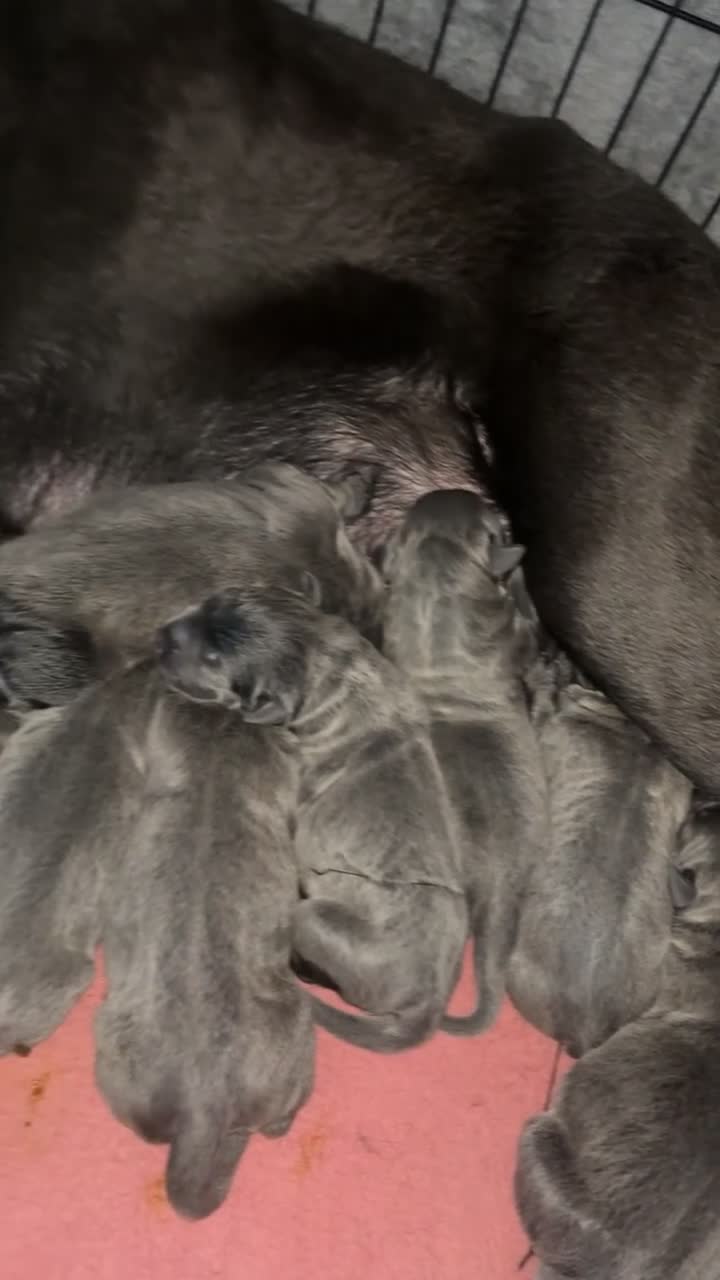 Cane Corso dogs for sale: Cane Corso puppies  - Video 2