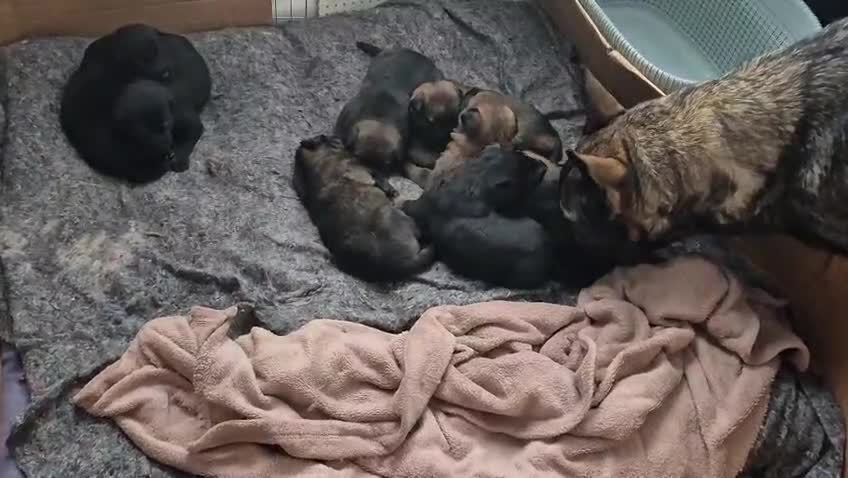 German Shepherd dogs for sale: German Shepherd puppies  - Video 1