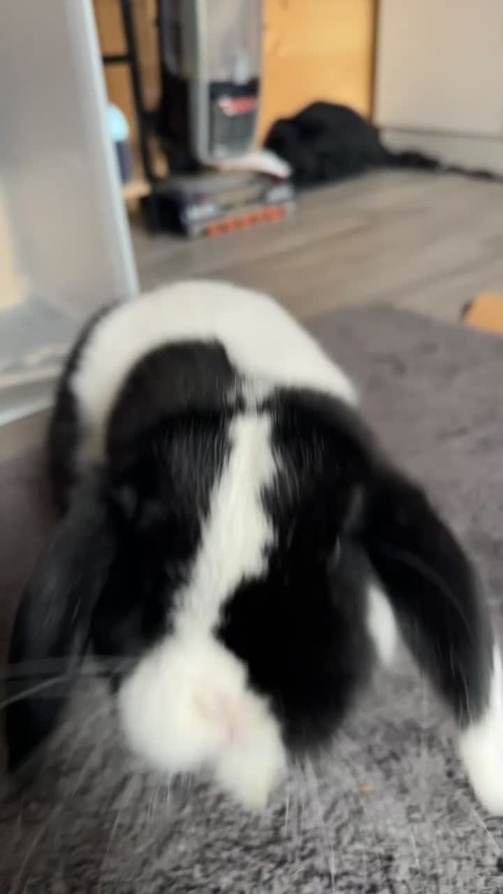 Mini Lop rabbits for sale: Cow boy (mini lop) in Aldershot - Video 1