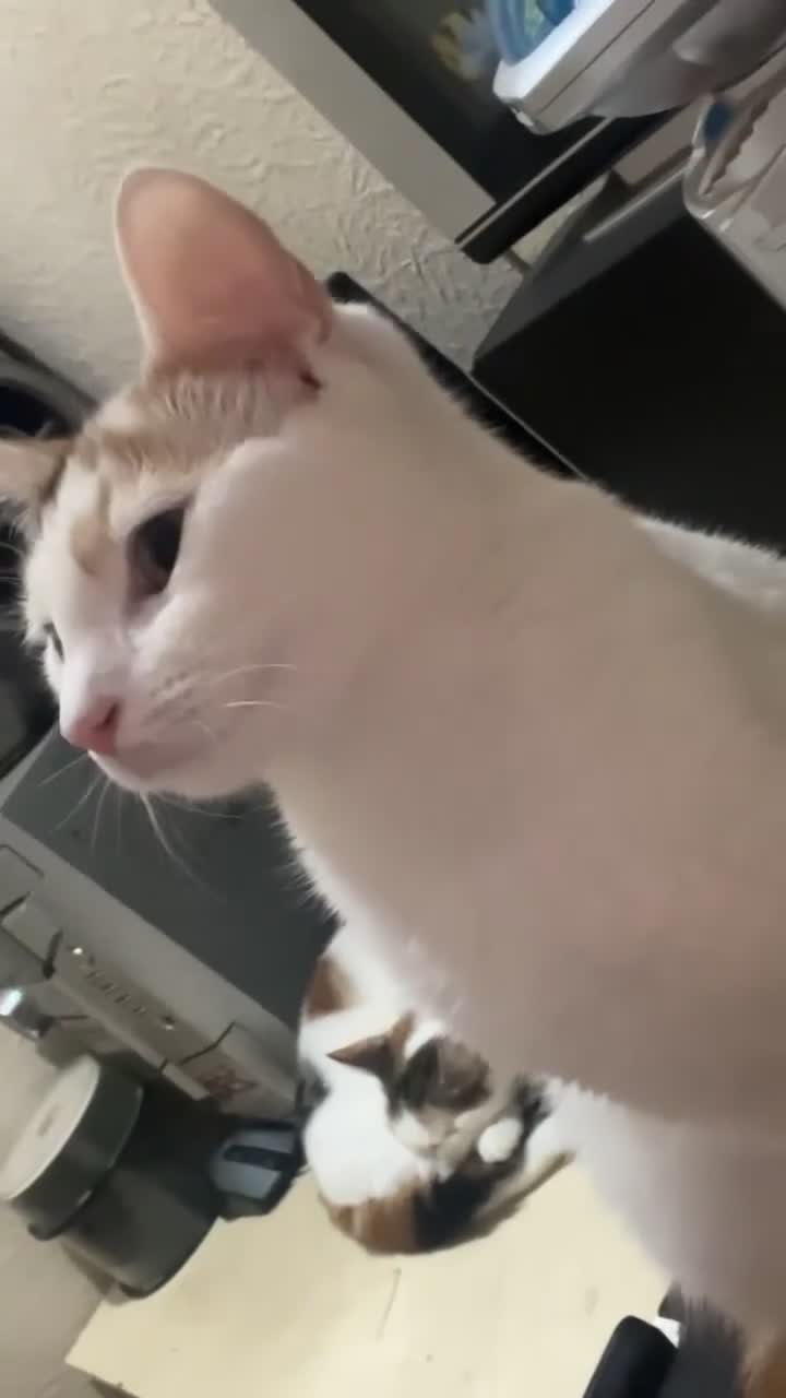 Mixed Breed cats for sale: Stunning Ginger/Cream & Calico cats - ready now!  - Video 1