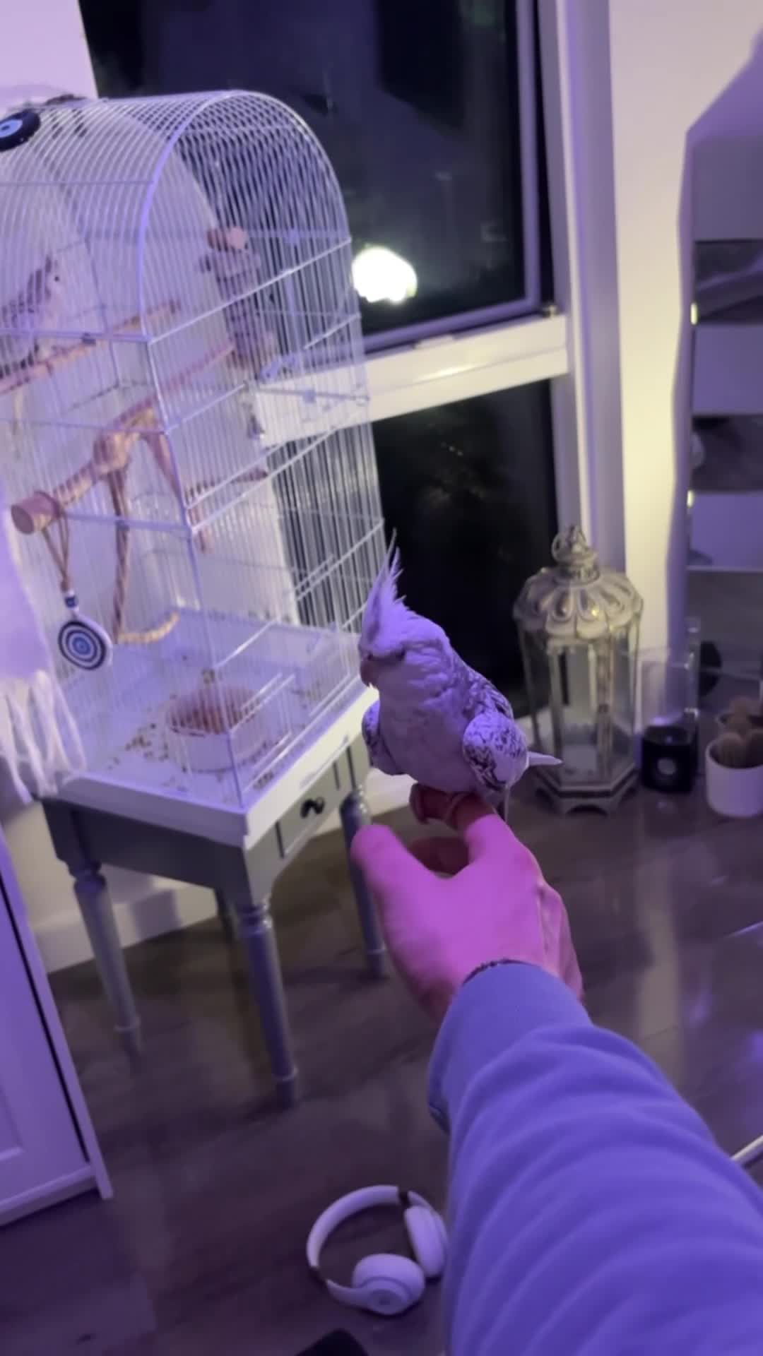 Cockatiels birds for sale: hand tamed cockatiels - Video 2