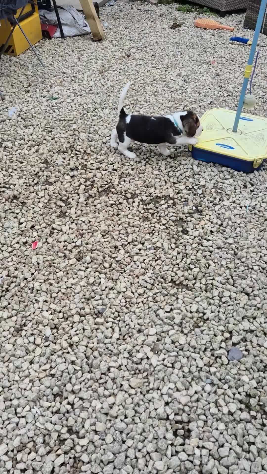 Beagle dogs for sale: Beagle Boy puppy  - Video 1