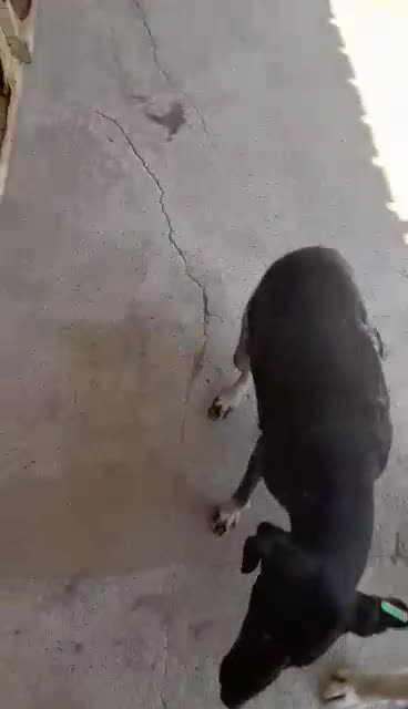 Mixed Breed dogs for adoption: Crystal, 6 yrs approx. Available for adoption. - Video 1