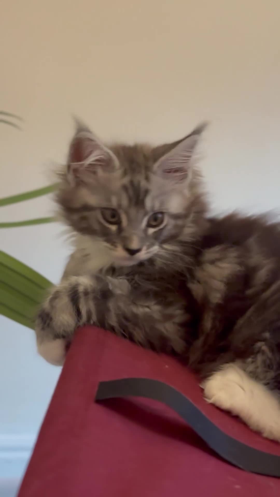 Maine Coon cats for sale: Stunning Maine Coon boy registered with GCCF - Video 1