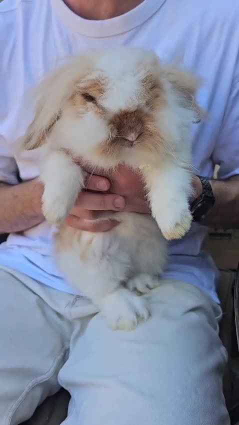Mini Lop rabbits for sale: Chocolate Tort Butterfly Lion Lop  - Video 2