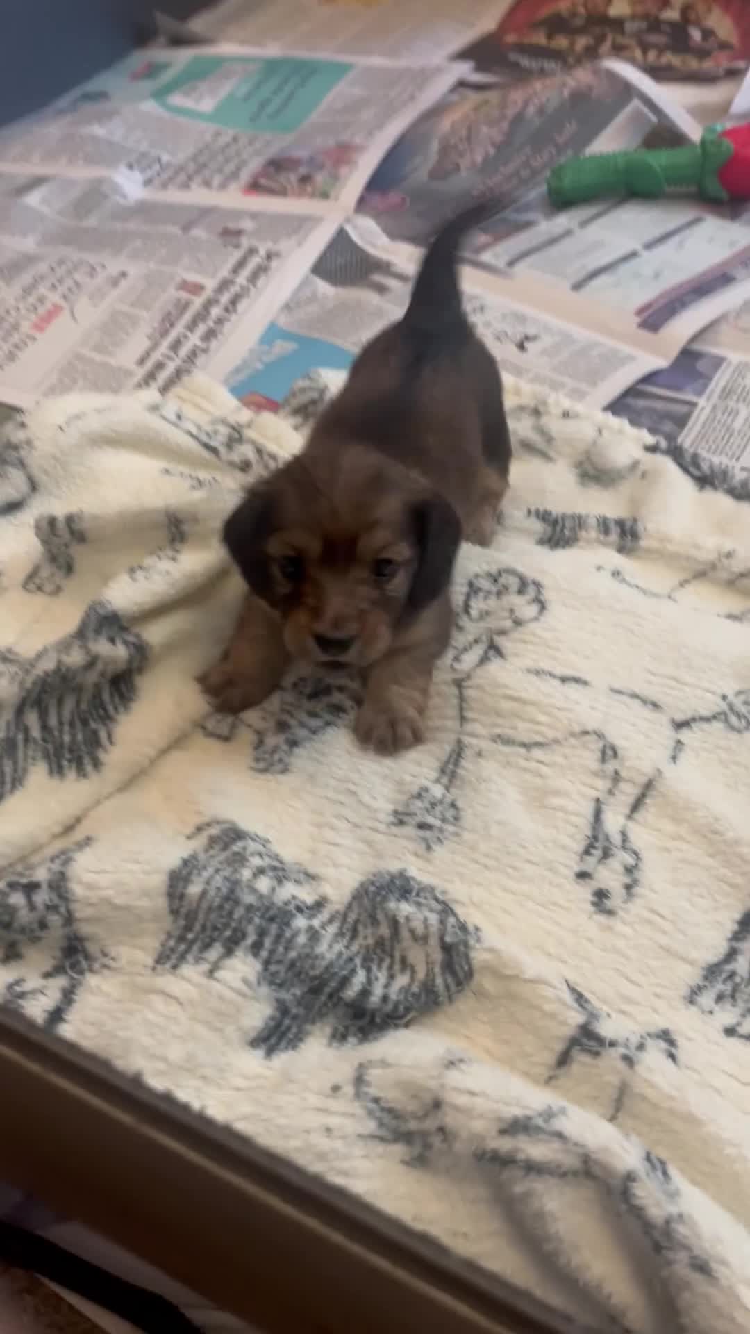 Miniature Dachshund dogs for sale: Red & Shaded Cream! KC Mini Long Haired Dachshunds - Video 1