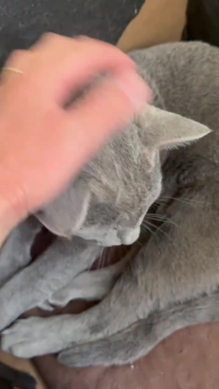 Russian Blue cats for sale: Beautiful Russian Blue Boy – Potential Stud Boy - Video 2