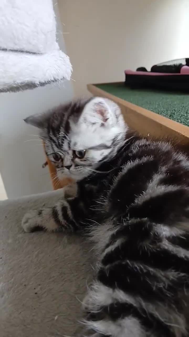 British Shorthair cats for sale: Bsh. Silver Classic Tabby . - Video 5