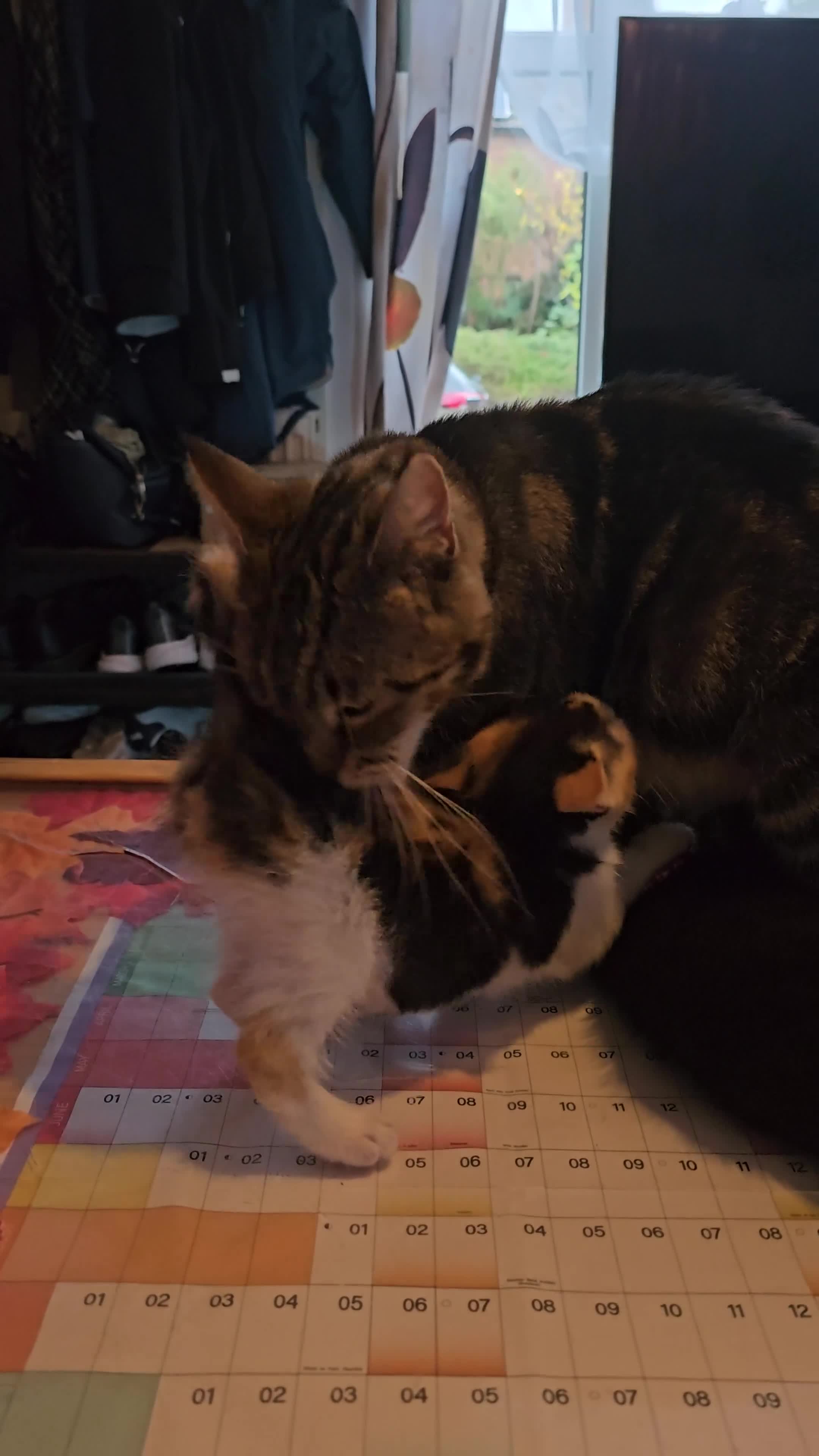 Mixed Breed cats for sale: Few lovely kittens ready for new lovely homes ! - Video 1