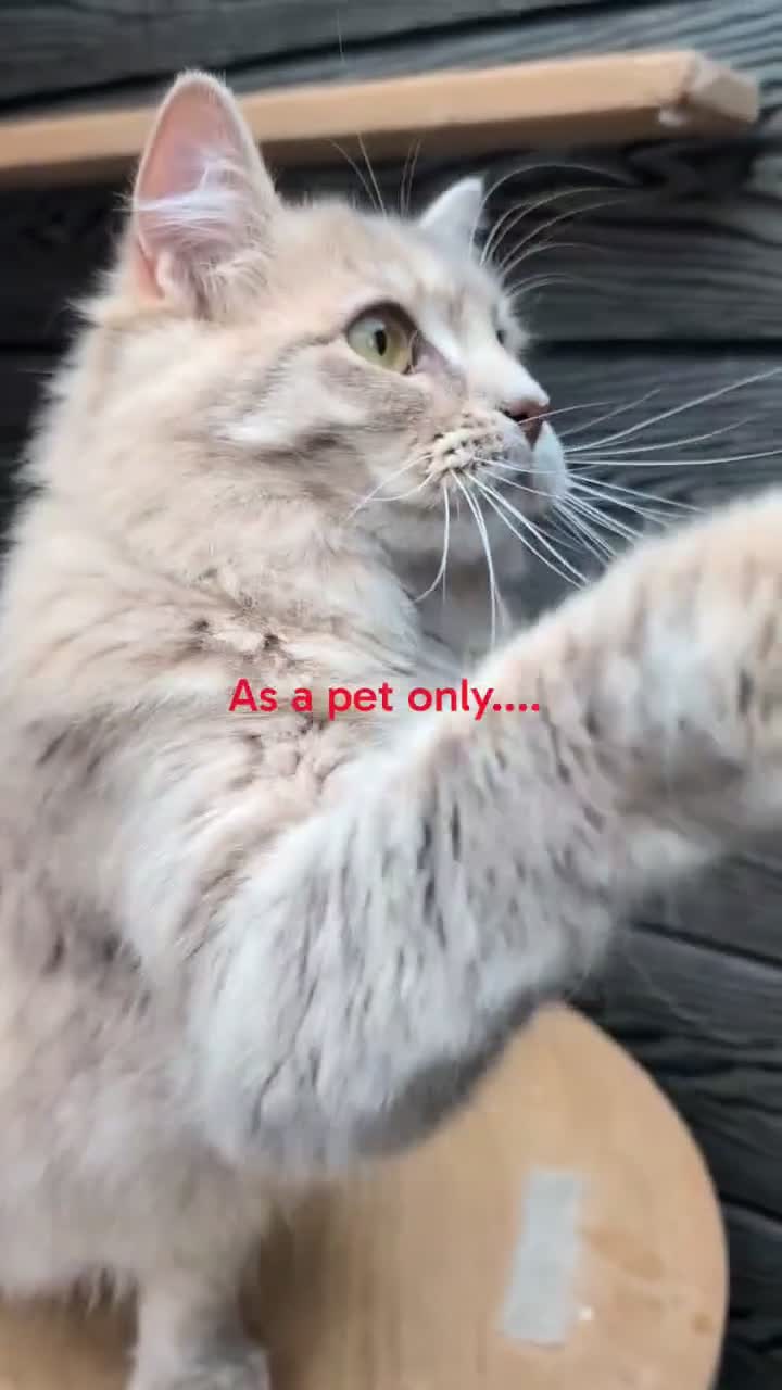 Ragdoll cats for sale: Females ragdoll as a pet or breeding  - Video 2