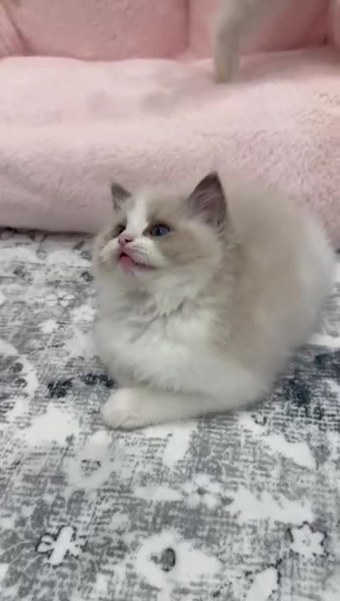 Ragdoll cats for sale: the last boy, registered with TICA - Video 5