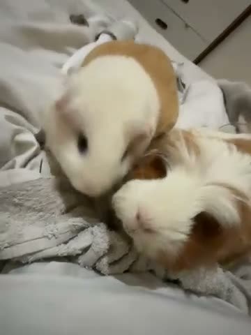 Guinea Pig rodents for sale: 2 male guinea pigs for sale  - Video 1