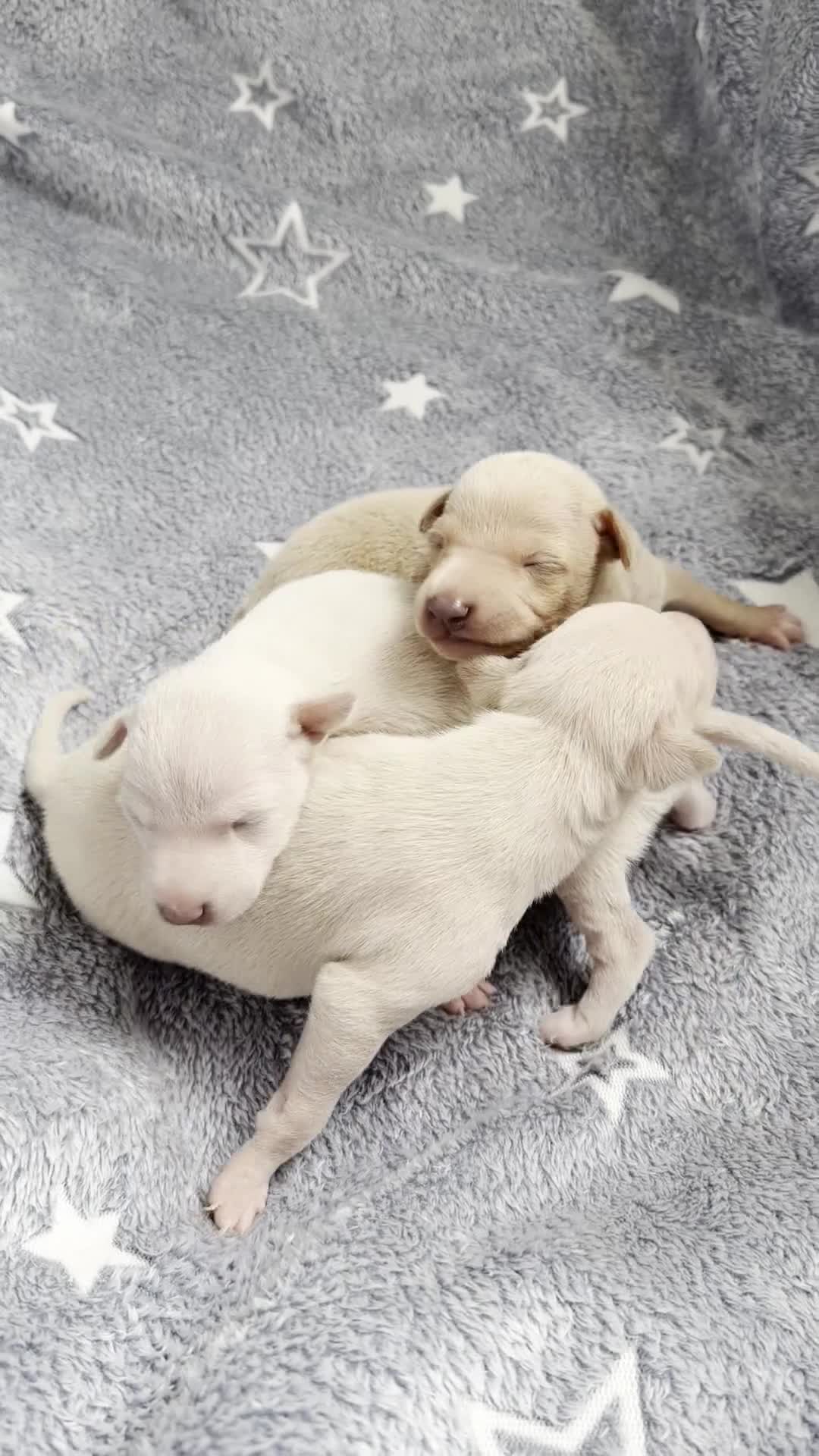 Italian Greyhound dogs for sale: Italian Greyhound puppies  in London - Video 2
