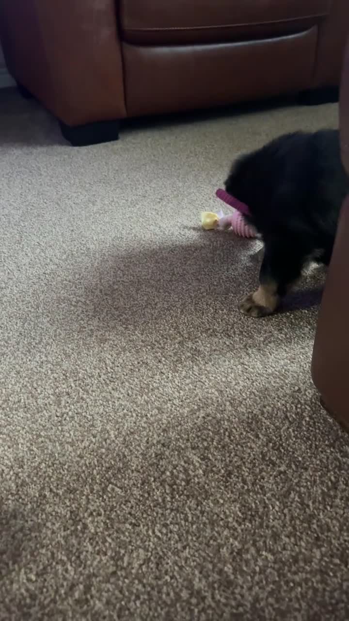 German Shepherd dogs for sale: 2 KC registered German shepherd girls for sale - Video 1