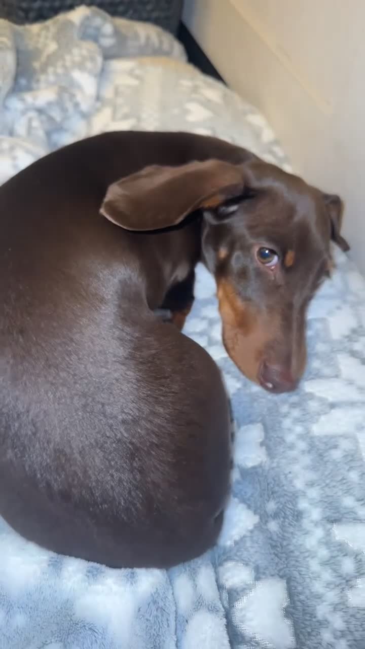 Dachshund dogs for sale: Chocolate tri dachshund  - Video 2