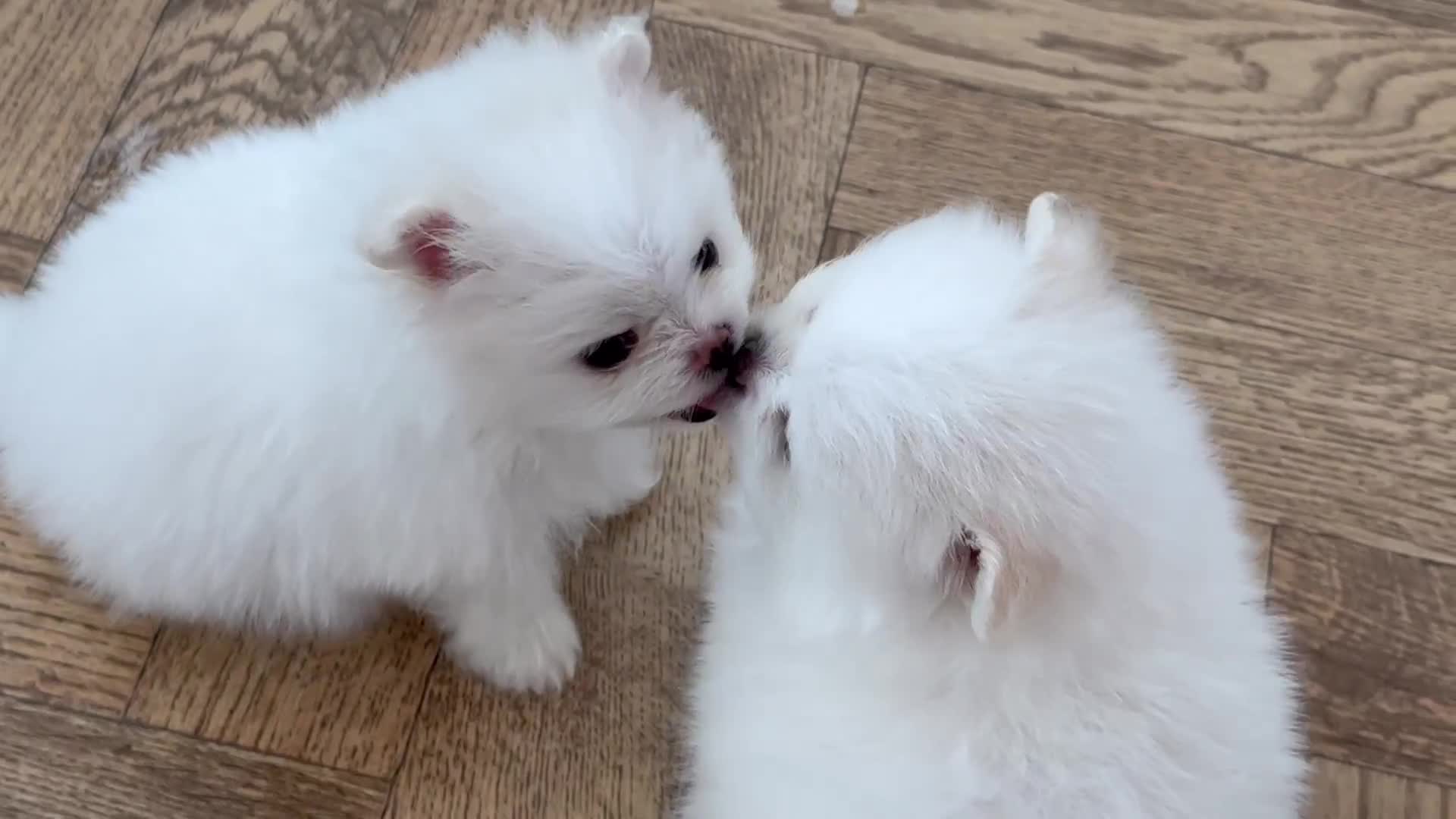 Pomeranian dogs for sale: KC Reg show quality Poms, 5 🌟 homes Only - Video 1