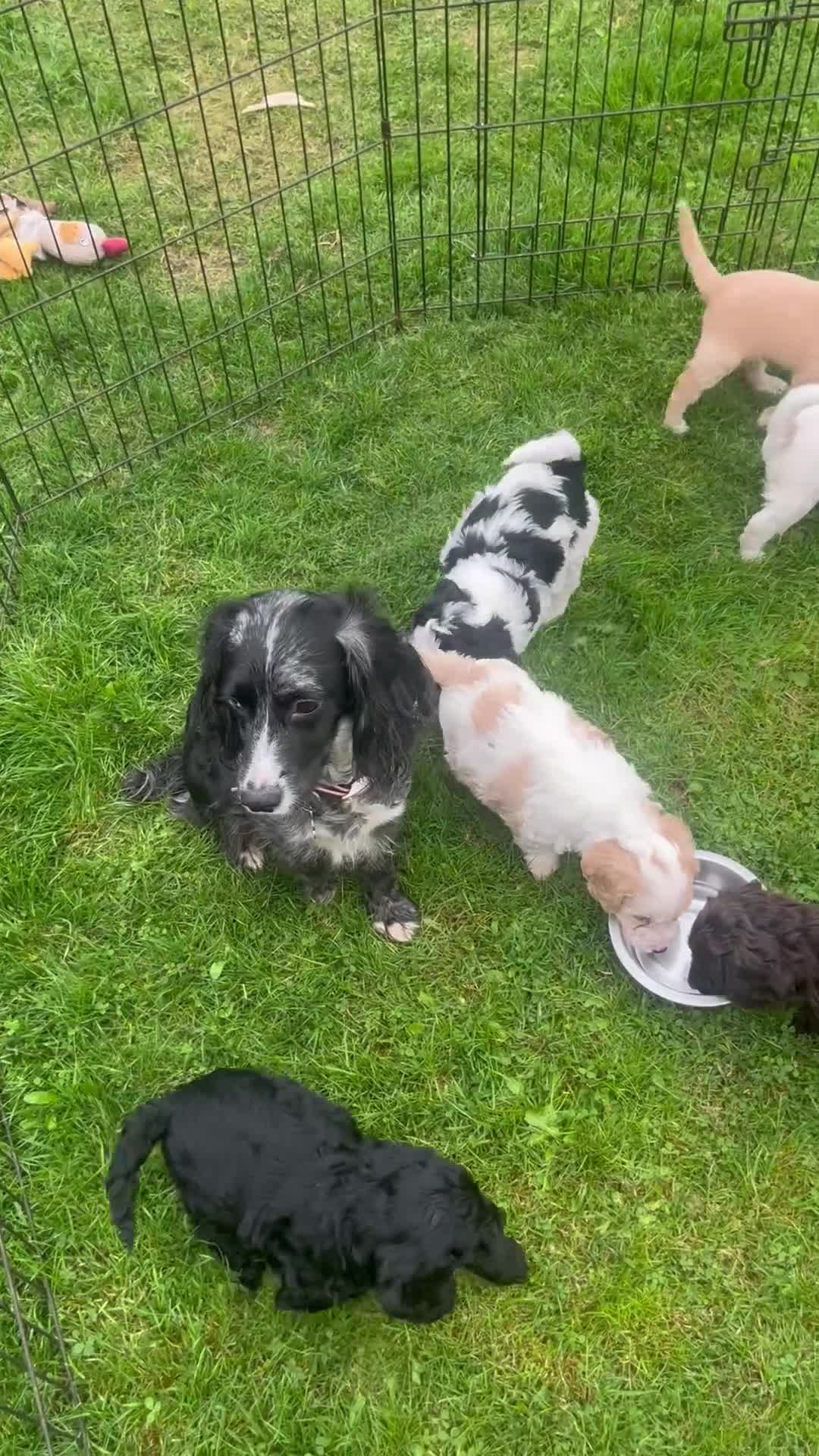 Cockapoo dogs for sale: Last 2 Beautiful F1 Cockapoo Puppies !!! - Video 2