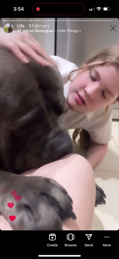 Boerboel dogs for stud: Imperial Health Tested & Champion Stud in Eastleigh - Video 5