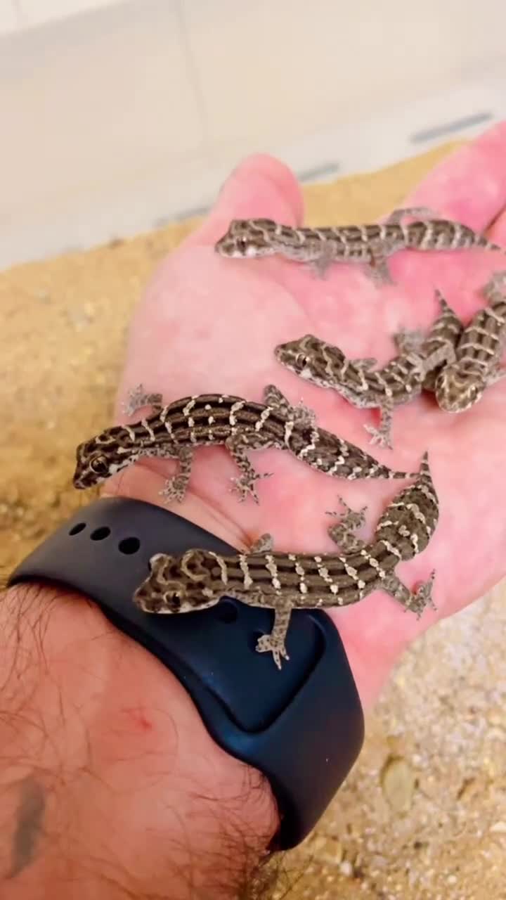 Gecko reptiles for sale: CB25 Viper Geckos for sale  - Video 1
