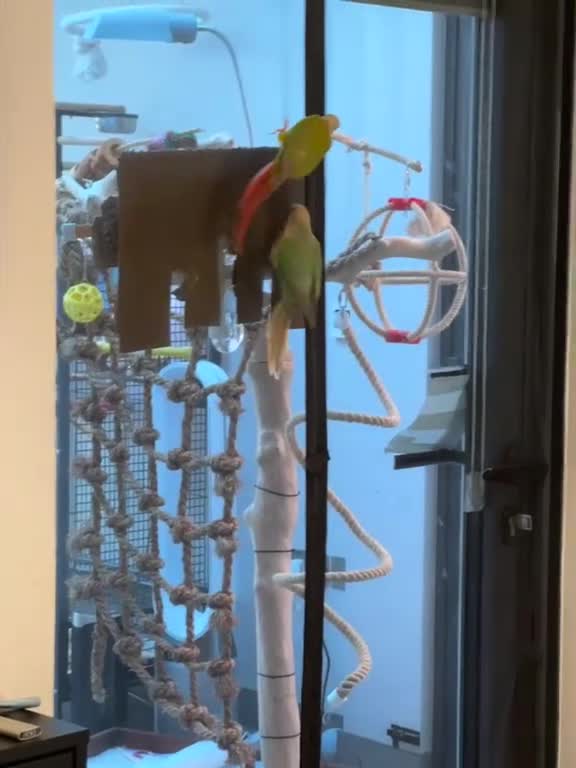 Conures birds for sale: Two Female Conures Including Large Cage - Video 3