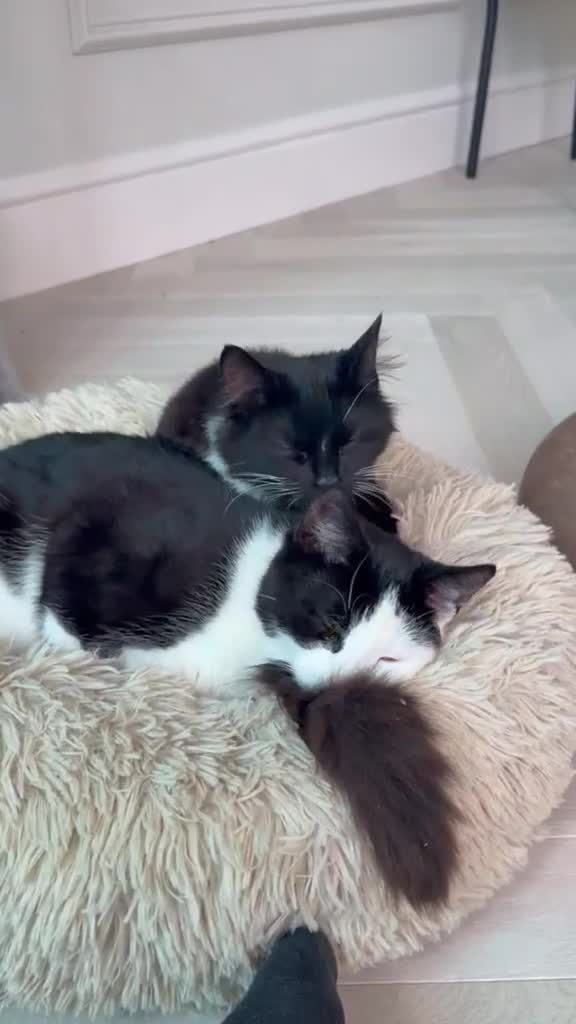 Domestic Shorthair cats for adoption: Adorable Kittens - Adopt Cats in Crisis East Ldn - Video 1