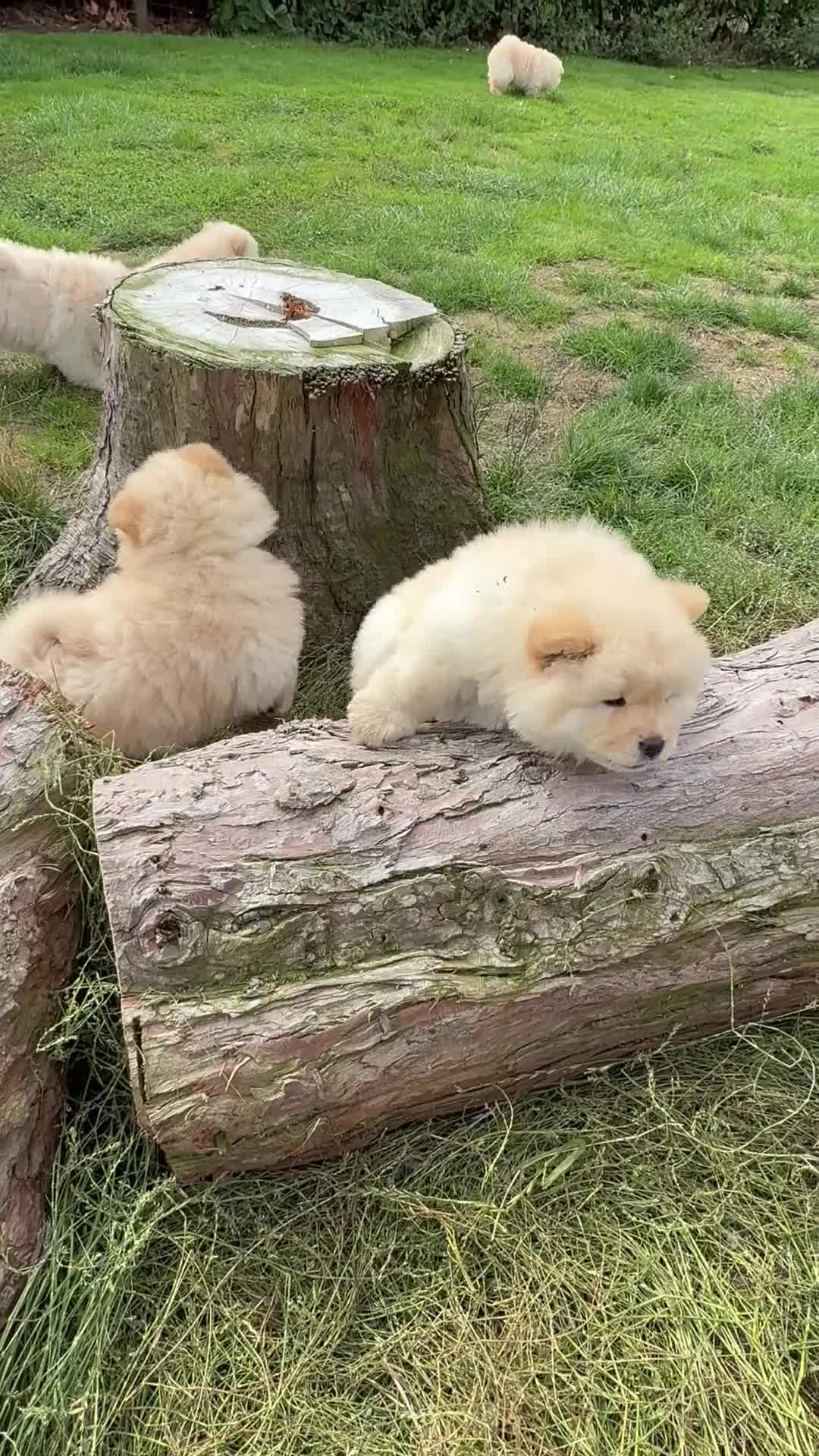 Chow Chow dogs for sale: SHOW QUALITY KC REGISTERED CHOW CHOW PUPPIES - Video 1