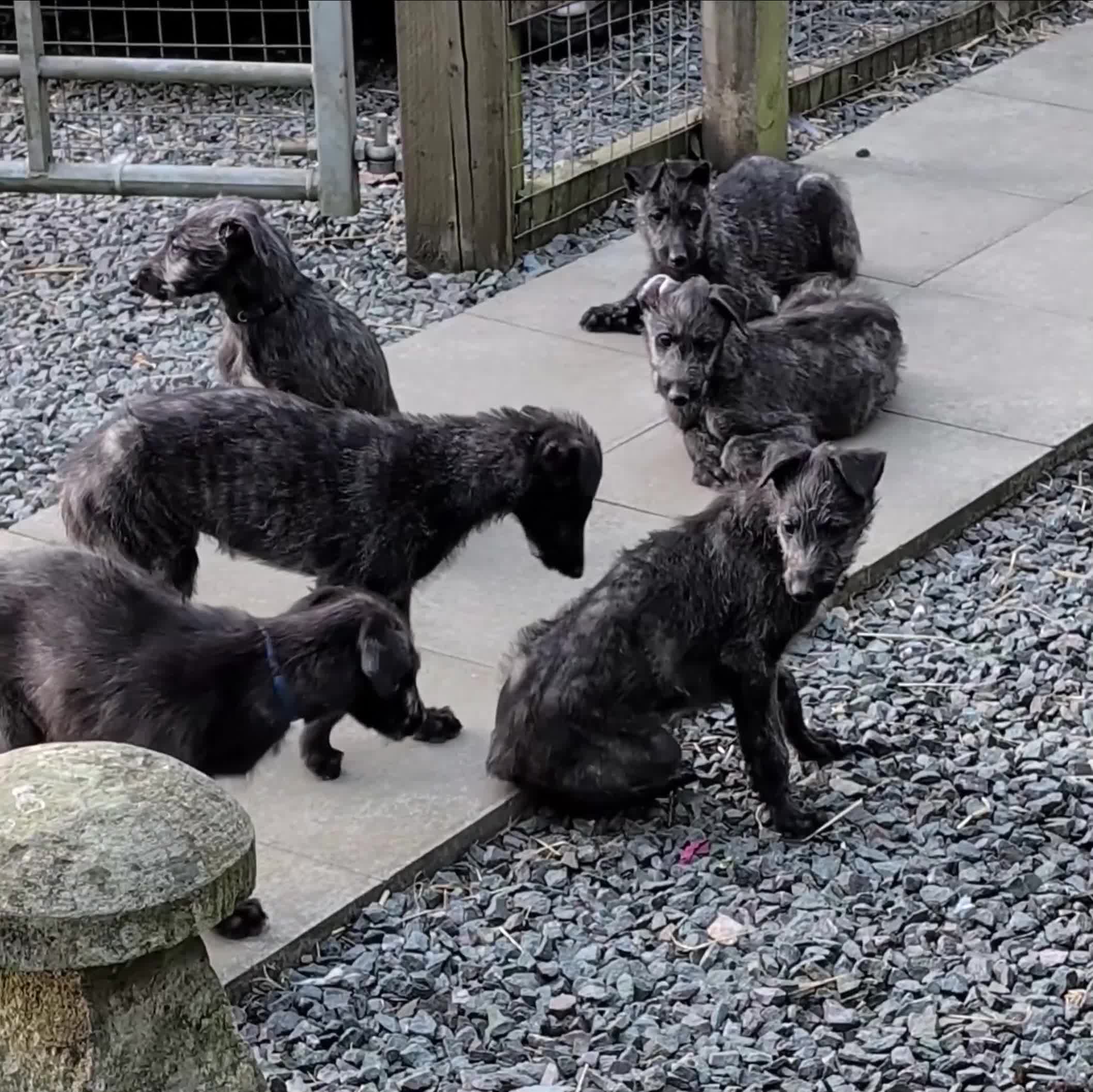 Deerhound dogs for sale: Scottish Deerhound Puppies  - Video 2