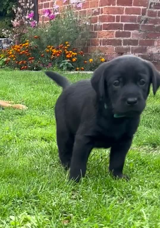 Labrador Retriever dogs for sale: Labrador puppies - Video 1