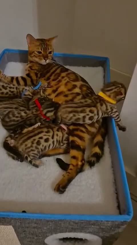 Bengal cats for sale: 🐾 6 BEAUTIFUL BENGAL KITTENS 🐈‍⬛ 🐾  - Video 1