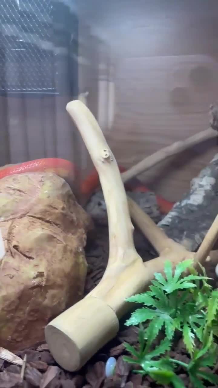 Corn Snake reptiles for sale: Orange corn snake - Video 1