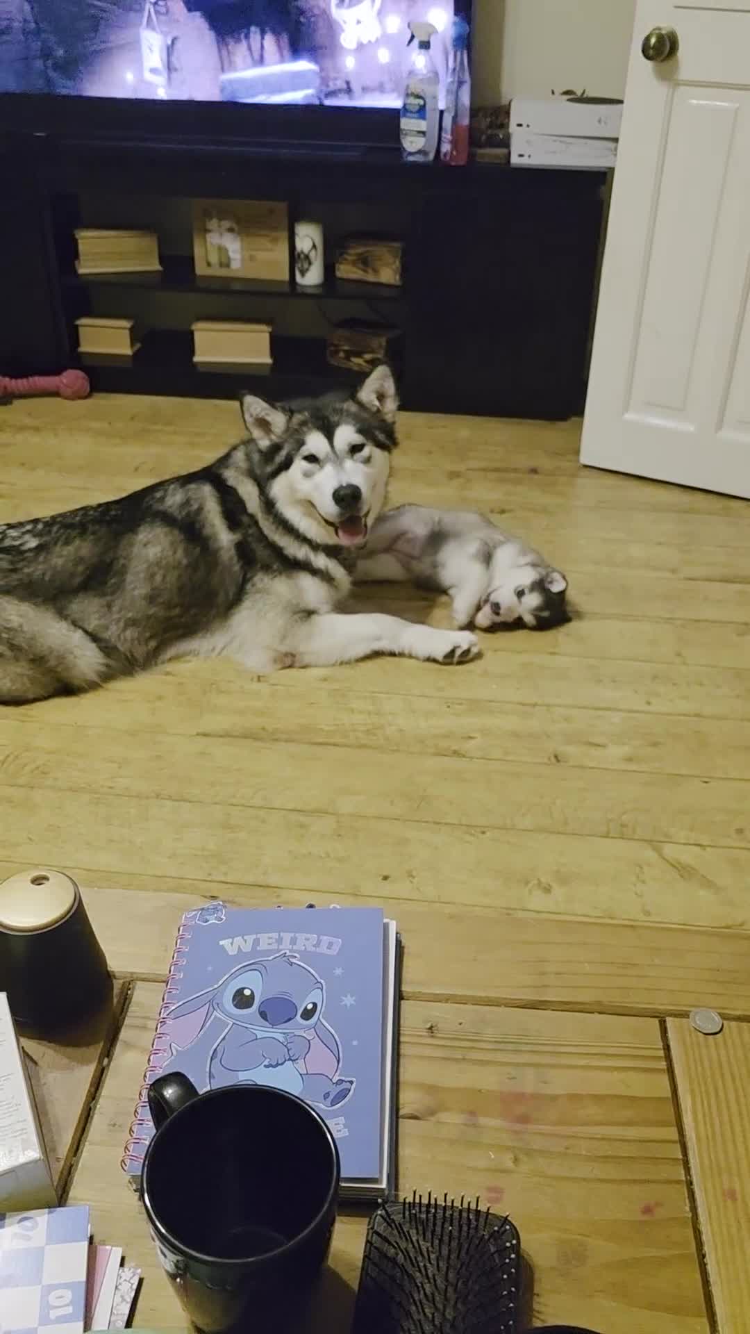 Alaskan Malamute dogs for sale: 9 week Old Alaskan Malamute Bitch - Video 1