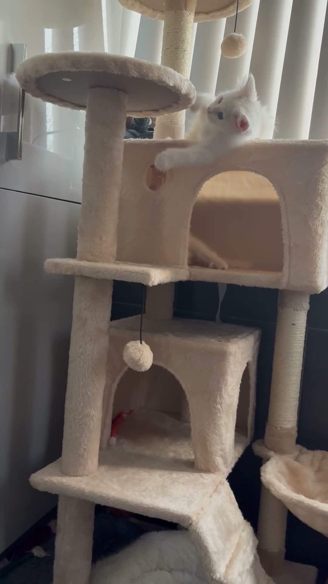 Mixed Breed cats for sale: Brother and sister - possible Turkish Angora.  in Boston - Video 1